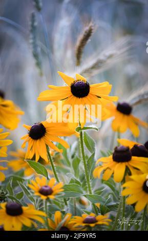 Susans jaune à yeux noirs, Rudbeckia hirta, qui pousse dans un champ d'herbe au printemps, en été ou en automne, Lancaster, Pennsylvanie Banque D'Images