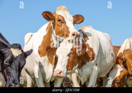 L'amour de la vache en cuddling un autre dans un pâturage, rouge et blanc, cowlove, sous un ciel bleu Banque D'Images