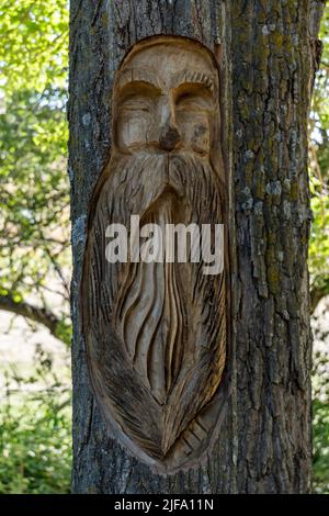 vieil homme avec une barbe sculptée sur un arbre dans la forêt Banque D'Images