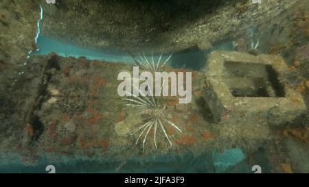 Le poisson rouge juvénile (Pterois volitans) tourbillonne à l'intérieur à partir de la surface de l'air sous le plafond de l'épave. Épave plongée dans Banque D'Images