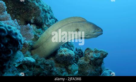 Portrait en gros plan de Moray sort de sa cachette. Moray Eel à embouchure jaune (Gymnothorax nudivomer) Mer Rouge, Égypte Banque D'Images