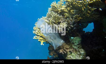 Pollution plastique de l'océan, un sac en plastique de wtite jeté sur le récif tropical de corail, sur le fond bleu de l'eau naine l'école de poissons tropicaux. Banque D'Images