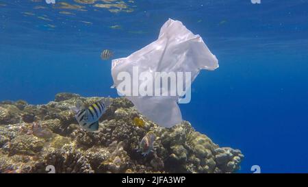 Pollution plastique de l'océan, un sac en plastique de wtite jeté sur le récif tropical de corail, sur le fond bleu de l'eau naine l'école de poissons tropicaux. Banque D'Images