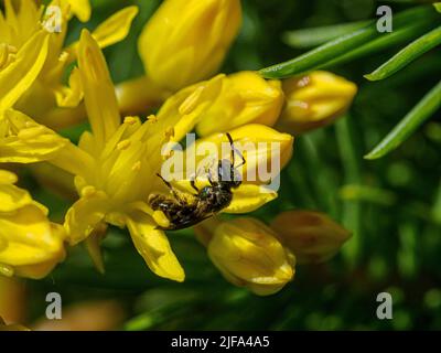 Petite abeille sauvage noire sur fleur jaune, Baden-Baden, Bade-Wurtemberg, Allemagne Banque D'Images