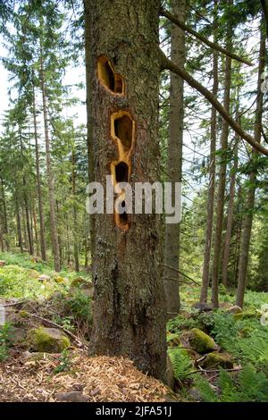 Pic noir (Dryocopus martius), marques de hack sur arbre, Hornisgrinde, Forêt Noire, Allemagne Banque D'Images