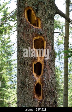 Pic noir (Dryocopus martius), marques de hack sur arbre, Hornisgrinde, Forêt Noire, Allemagne Banque D'Images