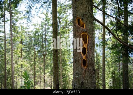 Pic noir (Dryocopus martius), marques de hack sur arbre, Hornisgrinde, Forêt Noire, Allemagne Banque D'Images