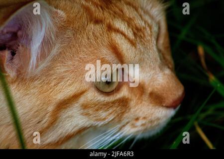 Le chat a une promenade dans la forêt Banque D'Images