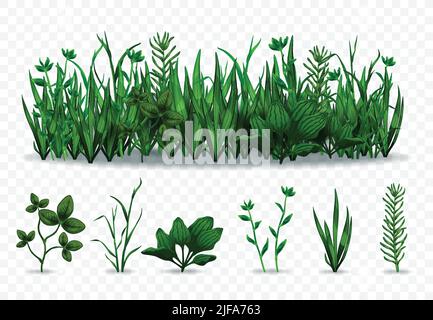 Ensemble réaliste d'herbes vertes séparées et de prairie avec diverses herbes isolées sur fond transparent illustration vectorielle Illustration de Vecteur