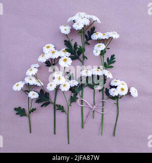 Carte postale minimaliste mignonne avec un bouquet de pâquerettes blanches luxuriantes. Banque D'Images