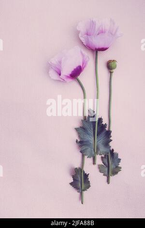 Carte postale minimaliste avec un bouquet de coquelicots d'été. Banque D'Images