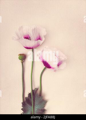 Carte postale minimaliste avec un bouquet de coquelicots d'été. Banque D'Images