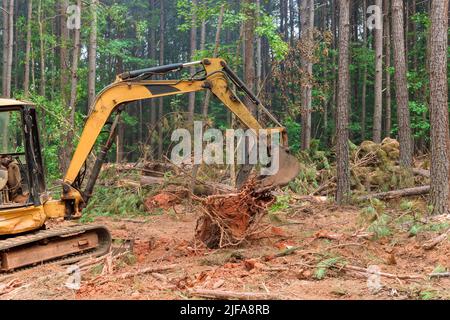 L'enlèvement des souches d'arbre se trouve dans la forêt avec la préparation des terres pour le logement du nouveau complexe Banque D'Images