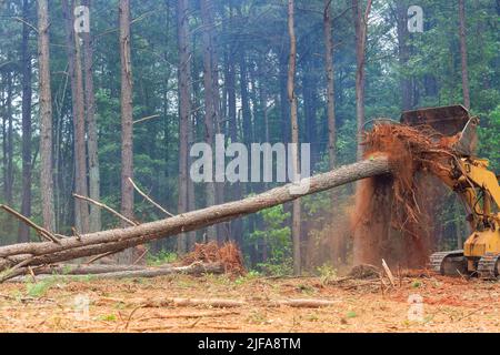 Racines d'arbres coupés sur des terres en préparation pour la construction de complexes immobiliers Banque D'Images