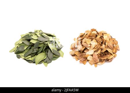 Pile de feuilles fraîches et sèches de Samanea saman arbre isolé sur fond blanc. Banque D'Images