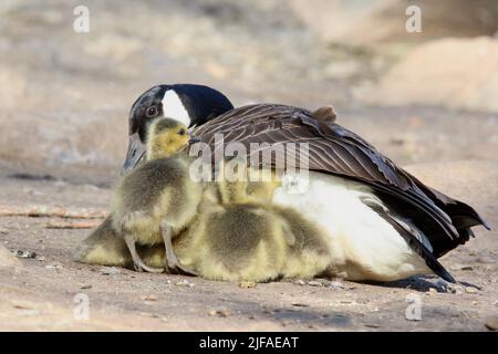 Bernache du Canada Branta canadensis abritant sa famille de Gosselins sous son aile pendant qu'ils se reposent et restent chauds Banque D'Images