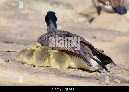 Bernache du Canada Branta canadensis abritant sa famille de Gosselins sous son aile pendant qu'ils se reposent et restent chauds Banque D'Images