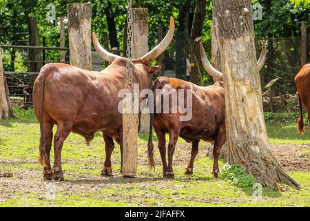 Watussi Bull Bœuf de l'eau. Magnifique bétail de Watussi d'Afrique de l'est sur le pâturage Banque D'Images