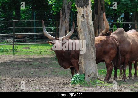 Watussi Bull Bœuf de l'eau. Magnifique bétail de Watussi d'Afrique de l'est sur le pâturage Banque D'Images