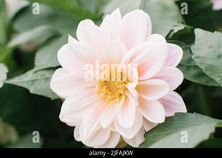 Une fleur de dahlia rose pâle fleurit dans le jardin en été Banque D'Images