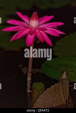 Nénuphars (Nymphaea pubescens) de Tabin, Sabah, Bornéo. Banque D'Images