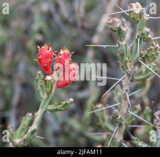 Fleurs sur le désert Cactus de Noël (Cylindropuntia leptocaulis), sud de l'Arizona, États-Unis Banque D'Images