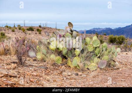 La plus probable est la poire irickly violette (Opuntia gosseliniana) du désert de Picketpost, dans les Superstitions, en Arizona. Banque D'Images