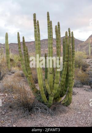 Cactus à pipe d'orgue (Stenocereu thurberi) du monument national de cactus à pipe d'orgue, dans le sud de l'Arizona. Banque D'Images