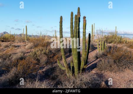 Cactus à pipe d'orgue (Stenocereu thurberi) du monument national de cactus à pipe d'orgue, dans le sud de l'Arizona. Banque D'Images