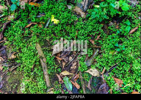 Spikemoss (Selaginella sp.) pousse sur le fond forestier de la forêt impénétrable de Bwindi, en Ouganda. Banque D'Images