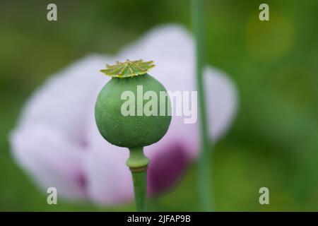 tête de coquelicot verte en gros plan de champ Banque D'Images