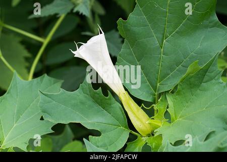 Datura stramonium, pomme de thorn fleurs blanches empoisonnées gros plan foyer sélectif Banque D'Images