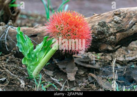 Nénuphars (Scadoxus puniceus) de Zimanga, Afrique du Sud. Banque D'Images