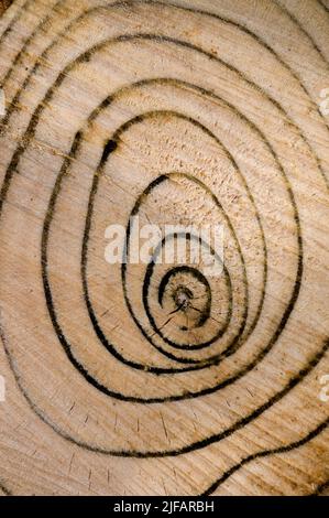 Anneaux de croissance annuelle dans Sycamore (Acer pseudoplatanus). Sud-Ouest de la Norvège. Banque D'Images