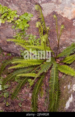 La fougère de cerf (lance de Blechum) qui rôde de de nouvelles feuilles en été. Photo du sud-ouest de la Norvège en juin. Les feuilles stériles et les feuilles fertiles comme Banque D'Images