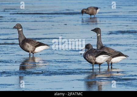 Groupe Brent Goose (Branta bernicla) qui se livre sur des vasières marécageuses, réserve naturelle de Lymington et Keyhaven Marshes, Hampshire, Royaume-Uni, décembre. Banque D'Images