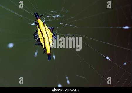 Araignée de crabe (Gasteracantha sp., G. fornicata?) De Tabin, Sabah, Bornéo. Banque D'Images