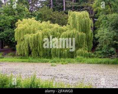 Saule pleurant, Salix babylonica, vu à travers un étang Banque D'Images