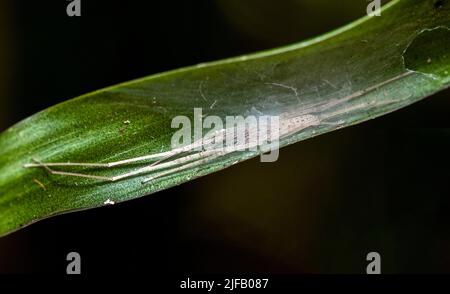 Araignée non identifiée, probablement une araignée errante juvénile de la famille des Ctenidae ou des Viridasiidae, dans un réseau délicat dans la forêt de Palmarium Resort, pâques Banque D'Images