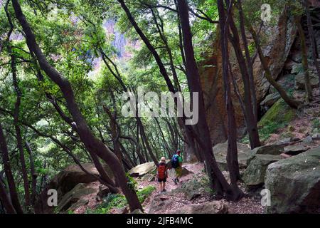 France, Var, entre Bagnols en Foret et Roquebrune sur Argens, randonnée dans les Gorges du Blavet Banque D'Images