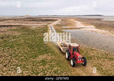 France, Charente-Maritime, Fouras, tracteur dans les lits d'huître, ferme ostréicole collectant des poches à la pointe de la Fumée à marée basse, fort Enet Ile d'Aix en arrière-plan (vue aérienne) Banque D'Images