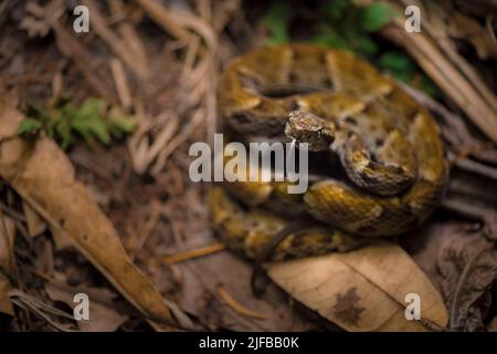 France, Guyane française, Parc amazonien, zone cardiaque, Saül, Fer-de-lance viper communément connu sous le nom de petits carreaux de Graage (Bothrops brazili) dans les montagnes Galbao Banque D'Images