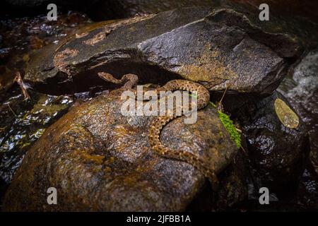 France, Guyane française, Parc amazonien, zone cardiaque, Saül, Fer-de-lance viper communément connu sous le nom de petits carreaux de Graage (Bothrops brazili) dans les montagnes Galbao Banque D'Images