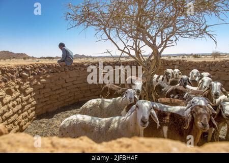 Tchad, Ennedi, Wadi Hawar, Amdjarass, village indigène d'Idriss Deby Banque D'Images