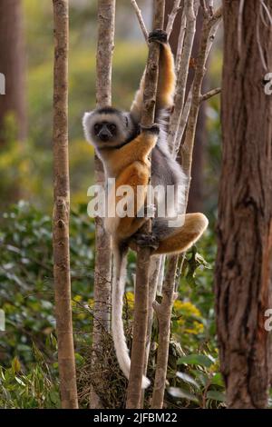 Madagascar, est, Parc National d'Andasibe-Mantadia, Diademed Sifaka (Propithecus diadema) Banque D'Images