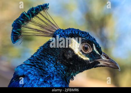 Gros plan d'un magnifique Peacock indien au Yellow River Wildlife Sanctuary près d'Atlanta à Lilburn, Géorgie. (ÉTATS-UNIS) Banque D'Images