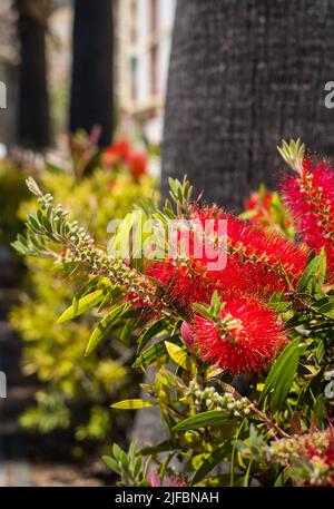 Fleur en forme de pinceau rouge. Bottlebrush ou Little John - Dwarf Callistemon Banque D'Images