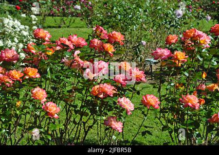 De belles roses roses roses et de couleur corail fleurissent dans le jardin d'été Banque D'Images