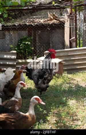 Le coq crows. Coq entouré de poules, de coqs et de canards indo Banque D'Images