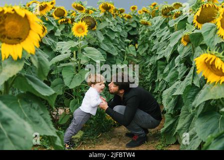Le père et l'enfant, fils, marchent en été dans un champ avec des tournesols Banque D'Images